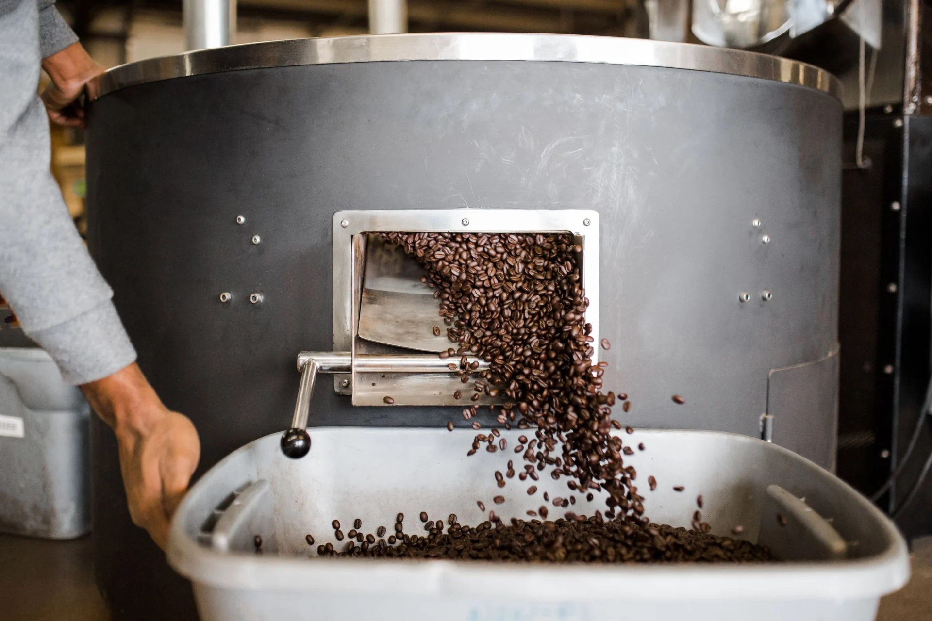 Roasted coffee beans are being poured from a large metal roaster into a white bin.